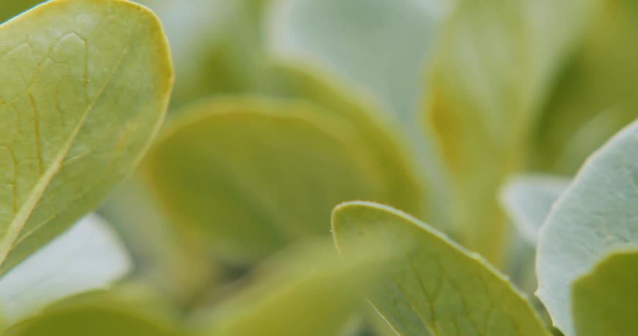 Close up of the green small leafs of a plant outdoors