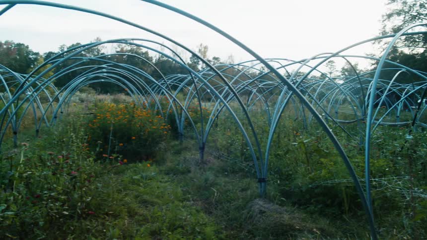 Blue framework curves over plants in garden under cloudy sky