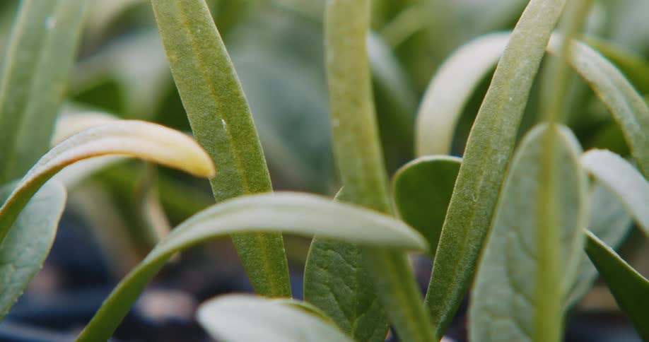 Close up of plants in the greenhouse