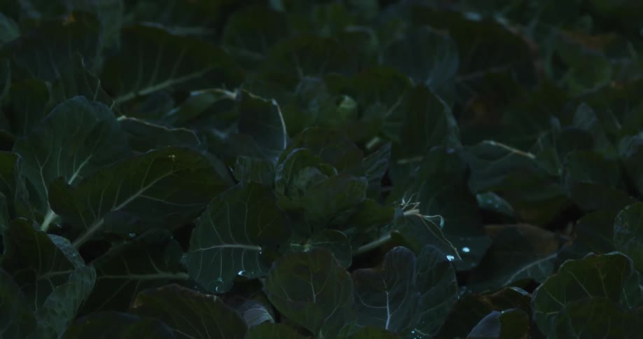 A dim light shines on the leaves of plants in the darkness