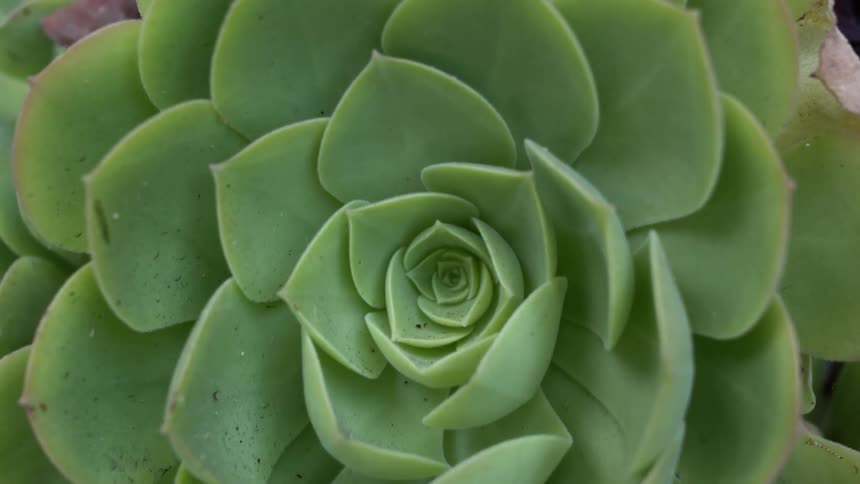 Succulent plant grows from center forming a rose shape