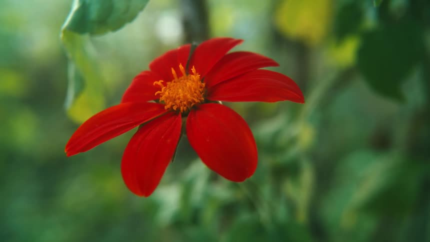 A red flower in a garden moves in the breeze