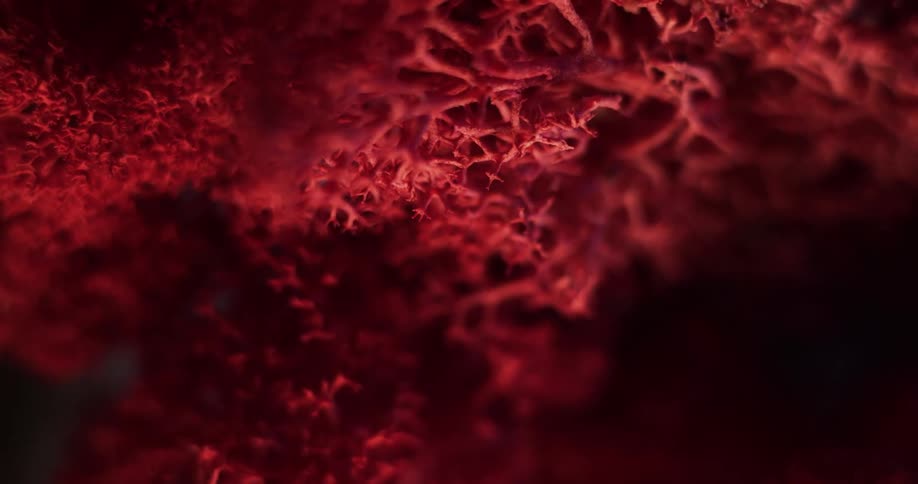 Close up of red cladia aggregata