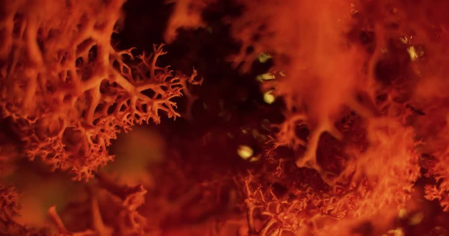Extreme close up of moss or coral like structures colored in bright red and orange