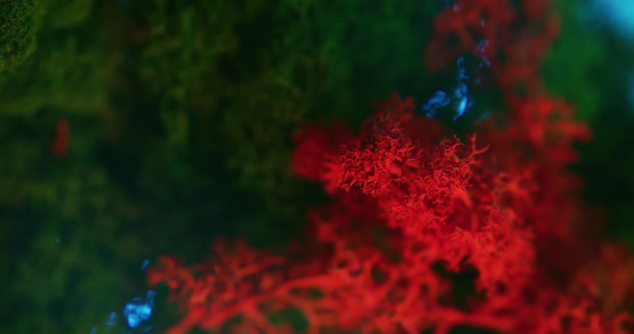 Extreme close up of moss or coral like structures colored in bright green and red