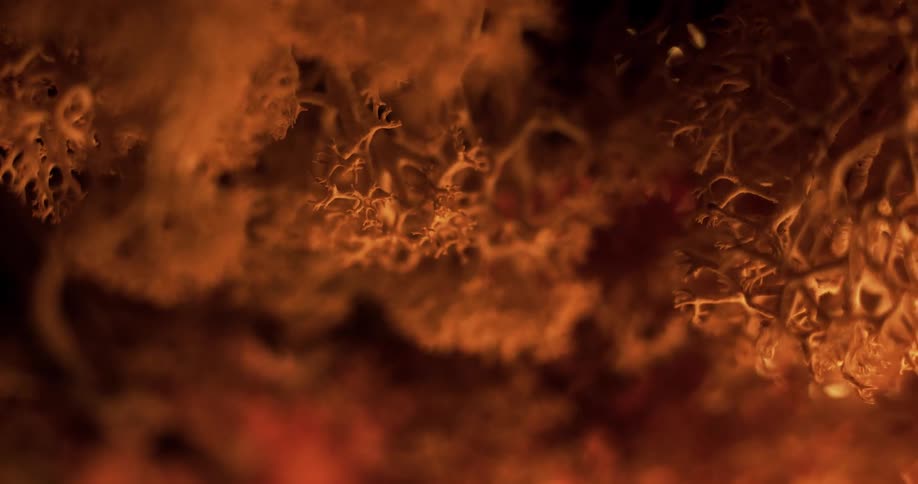 Close up view of coral in the ocean is displayed