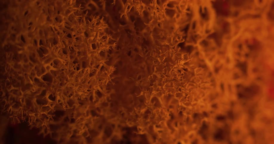 Close up view of the coral on the ocean floor is displayed