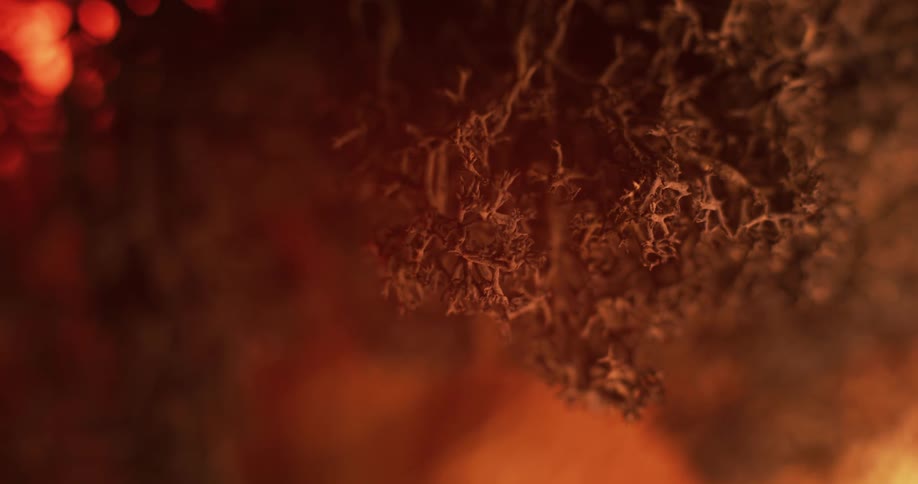 Closeup of burnt cladia aggregata revealing