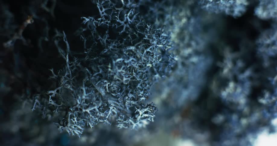 Extreme close up of moss or coral like structures under colored blue and teal lights