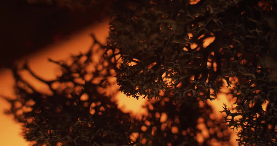 Closeup of burnt cladia aggregata