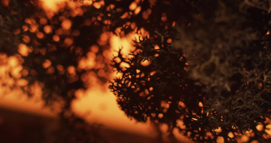 Extreme close up of the silhouette of moss or coral like structures against a yellow golden background