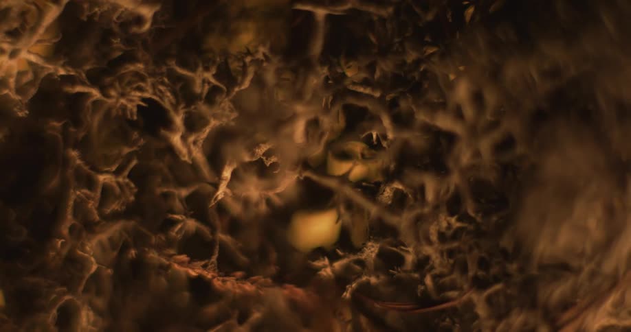 Brown mass of small branches and tendrils surround pale yellow tubes