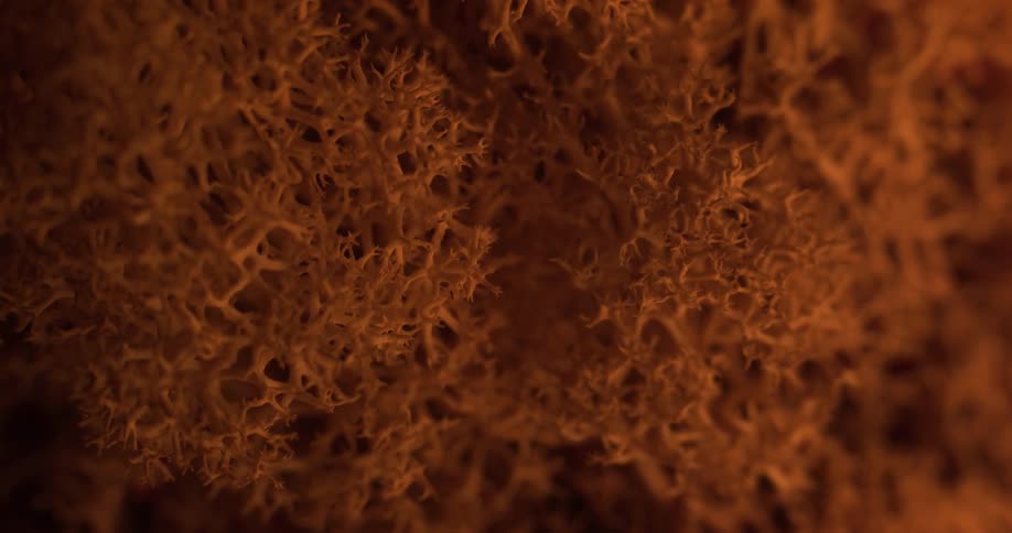 A view of leaves close up