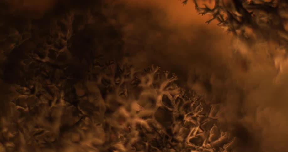 Plants are illuminated by an orange light in the atmosphere