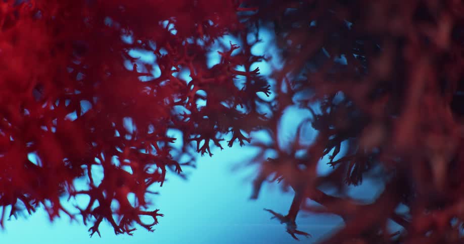 A view of leaves on a tree