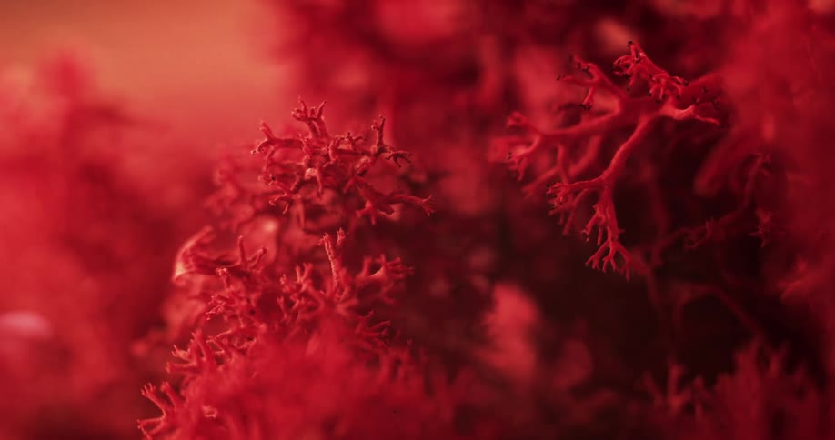 Extreme close up of moss or coral like structures under colored bright red lights