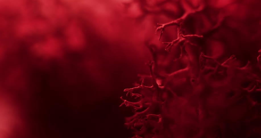 A view of leaves on a tree with red lights
