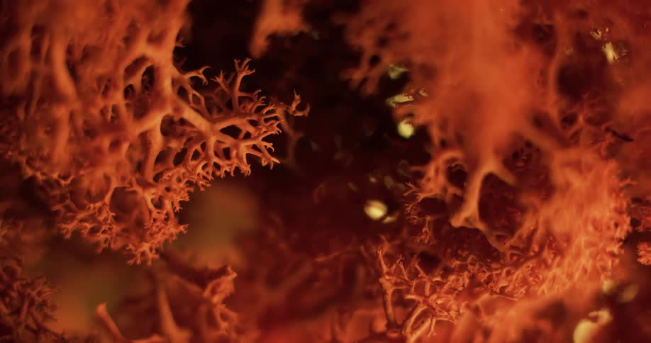 Close up view of ocean coral is displayed