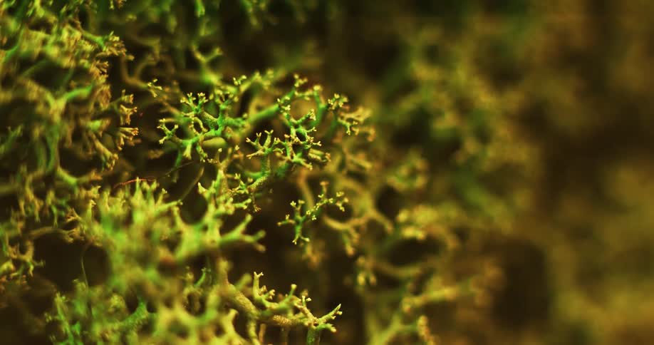 Close up of green cladia aggregata