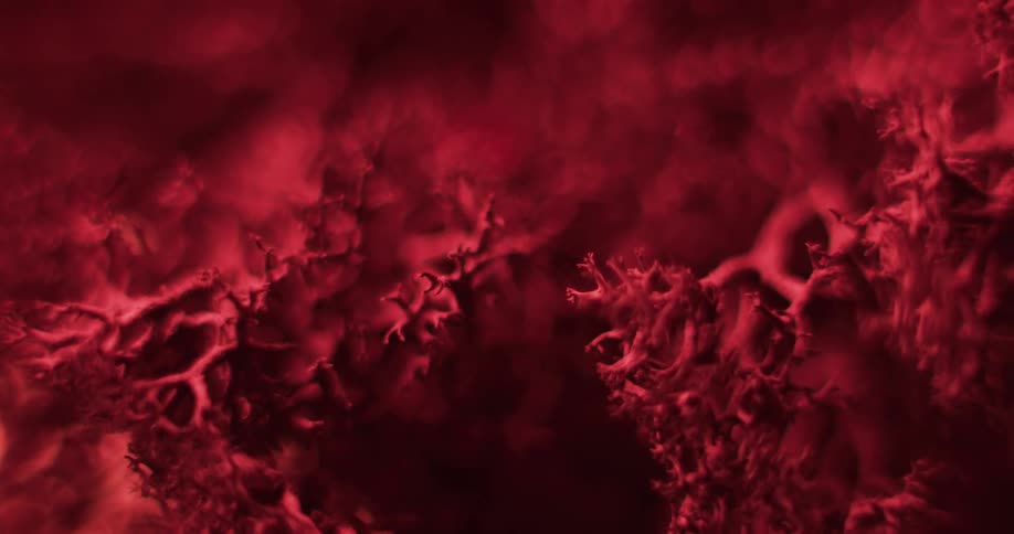 Close up of red cladia aggregata