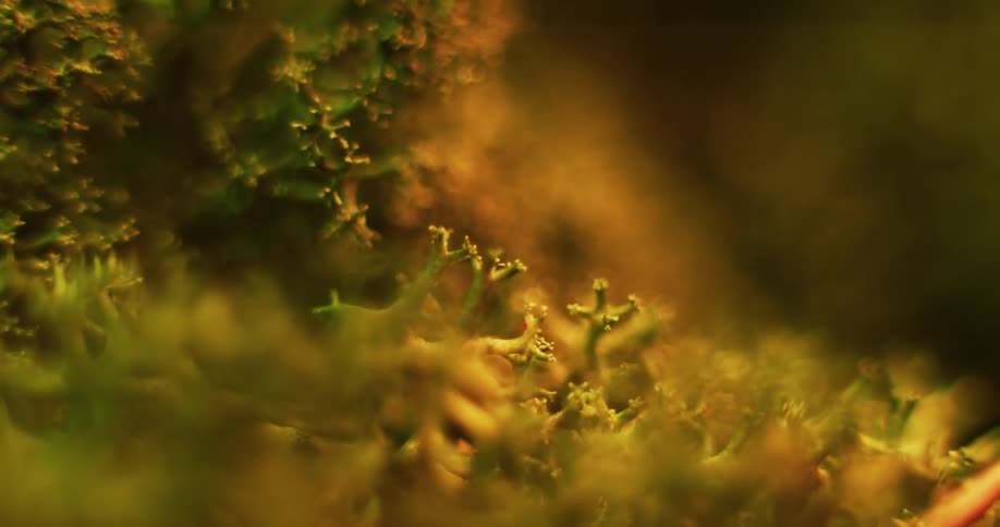 Closeup of green cladia aggregata