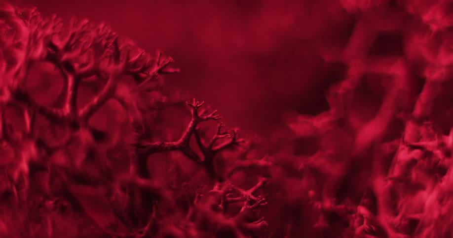 Closeup of red cladia aggregata texture