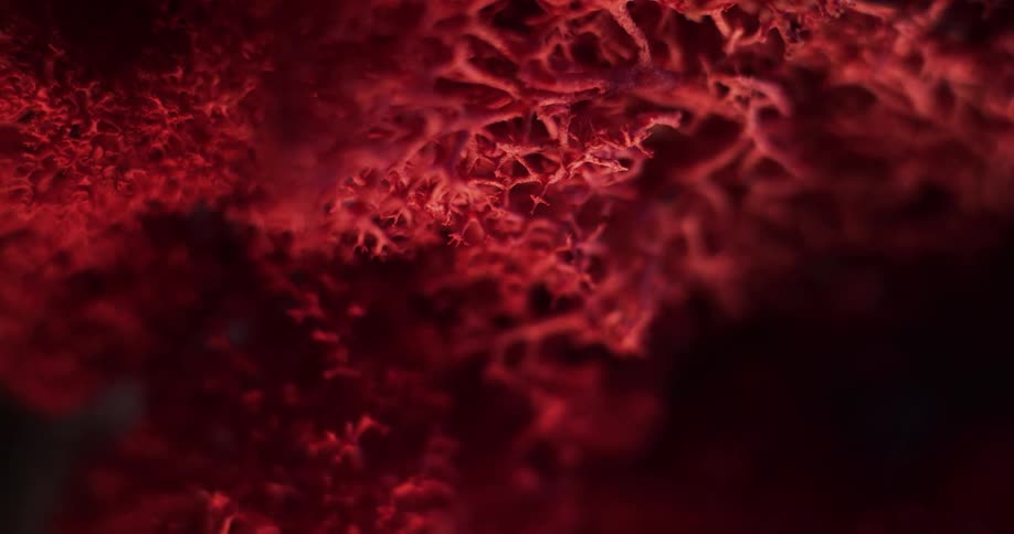 Red fibers are shown under a microscope