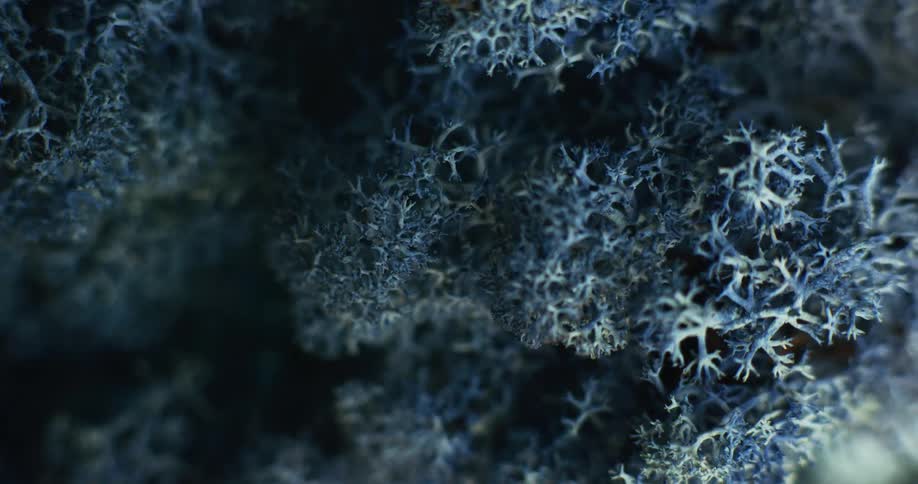 Close up view of plants are displayed outdoors