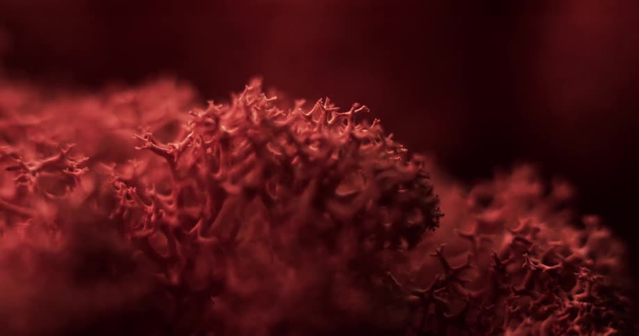 Close up of the twisted interlaced strands of a coral or moss like structure under red lights