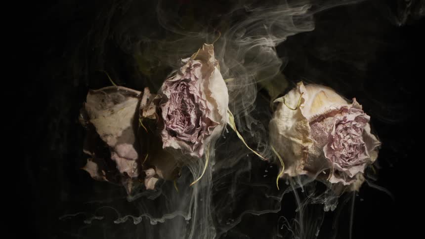 Smoke slowly rolling over dying roses