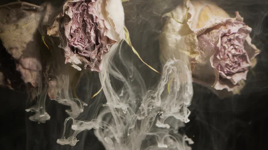 White ink drifts downwards in a water tank with floating dried white roses in a studio environment with a black background
