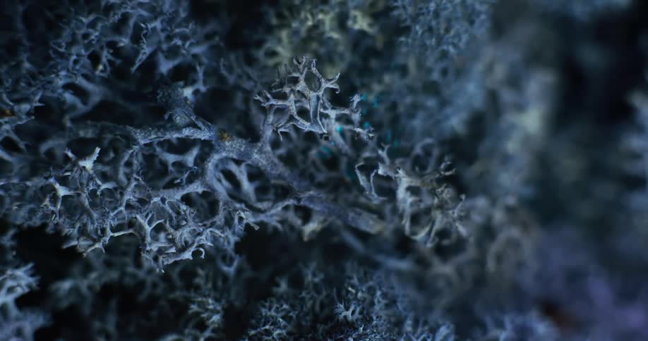 A dried out plant sits on the ocean floor
