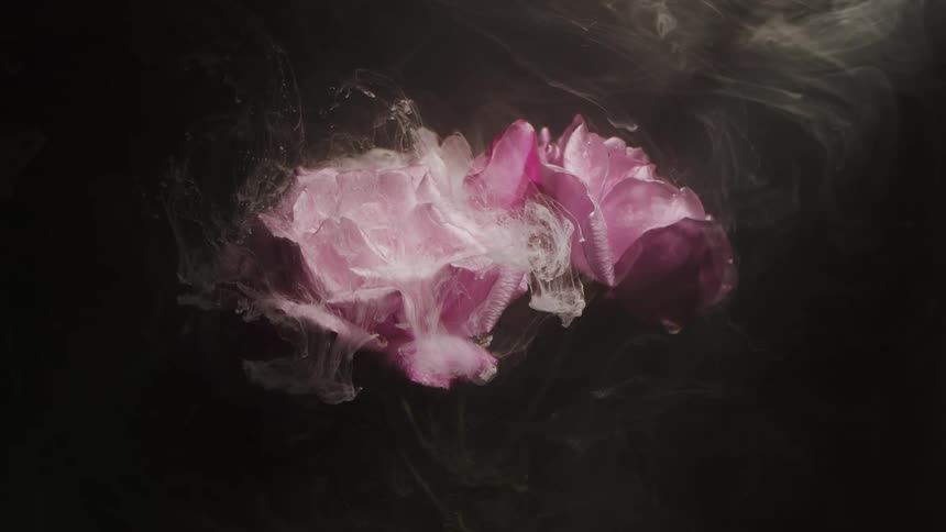 Slow motion footage of a cloud of white liquid ink flowing down purple flowers against a black background