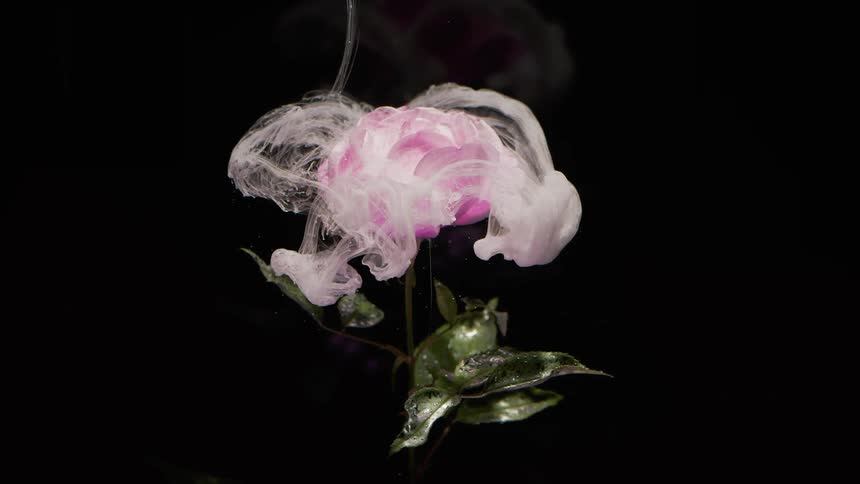 Dense smoke slowly falls over a pink rose