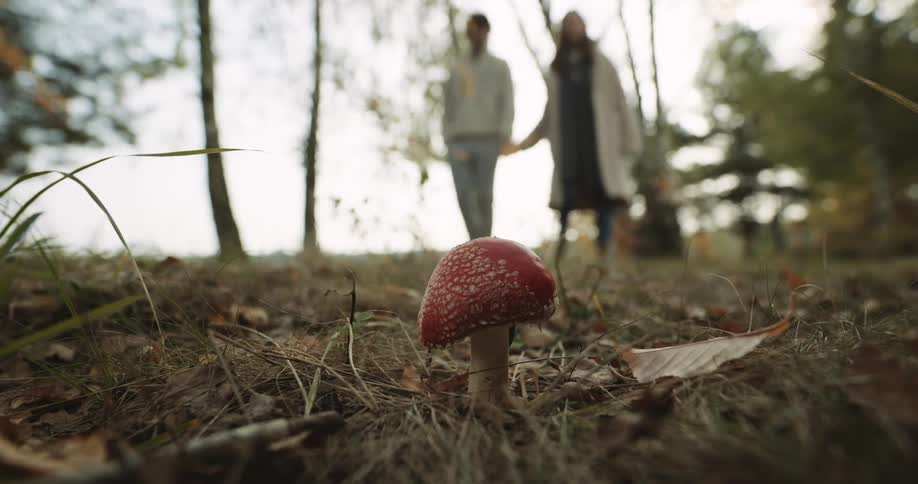 A man and woman holding hands and stopping to take a photo of a mushroom