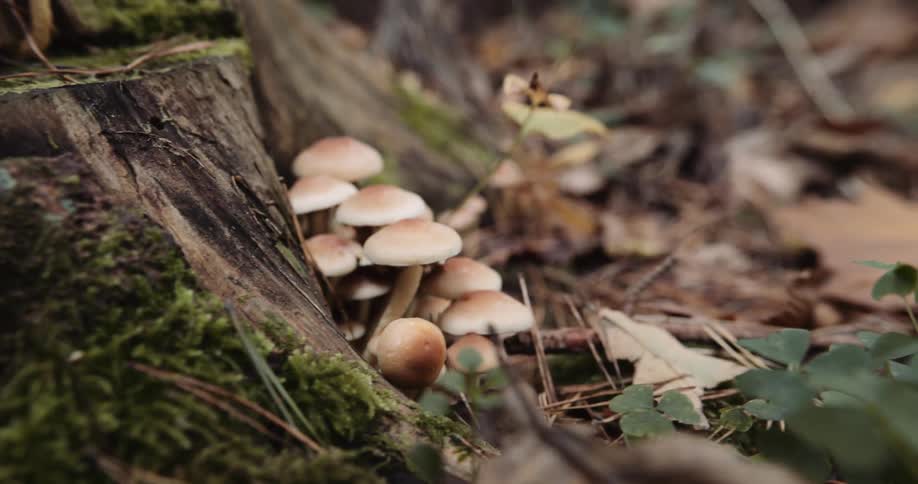 An up close of mushrooms on the stump of a tree