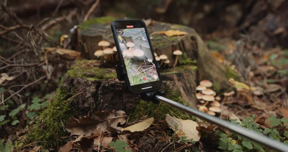 A camera on a photo stick videoing mushrooms on a stump