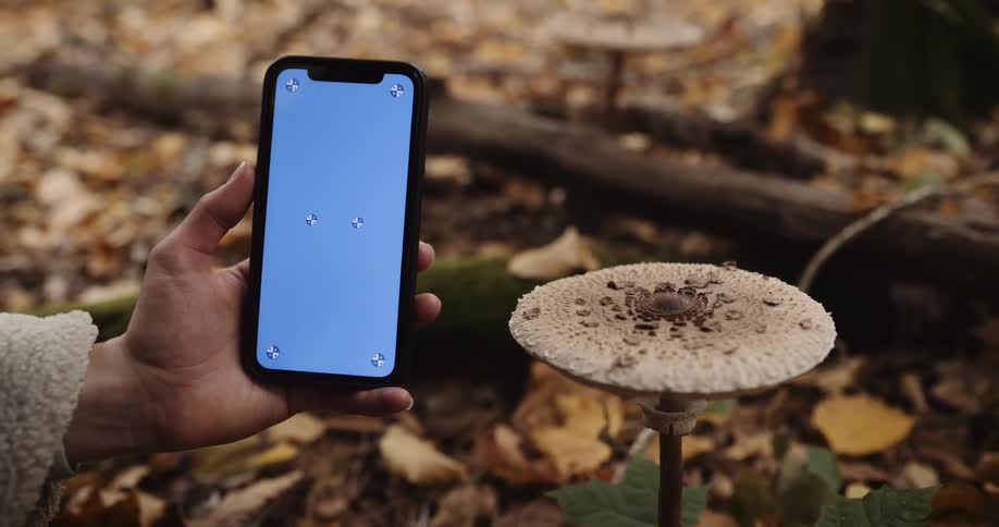 Girl wearing beige coat holds out smartphone next to mushroom against brown leaves on the ground in the autumn forest