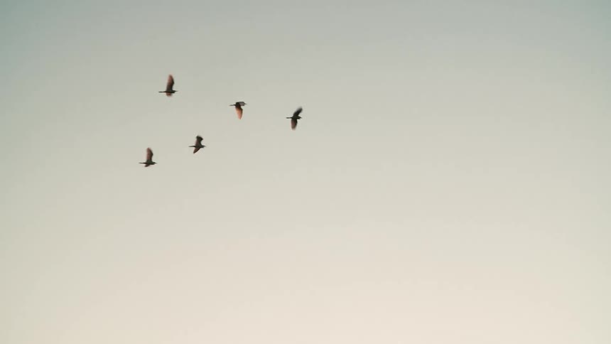 A flock of birds flying in a v formation in the sky