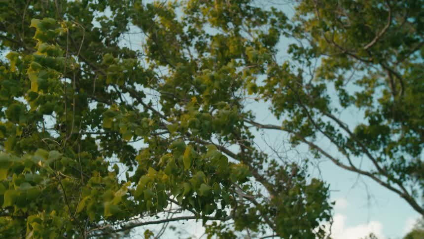 Tops of trees moving in the wind