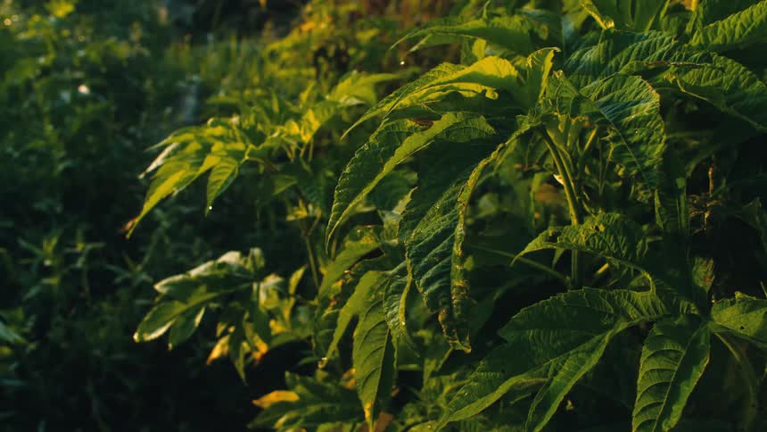 A plant with lots of green leaves sits next to a pine tree or bush