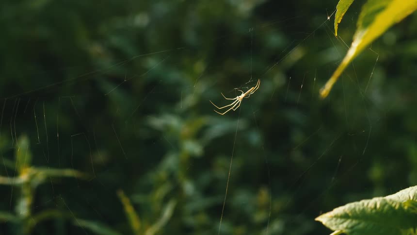 Sunlight shines on a spider as it sits in its web between plants