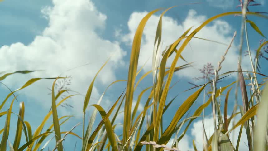 Tall grass blowing in the wind on a clear blue day