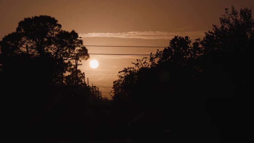 Silhouette of trees and a golden sunset