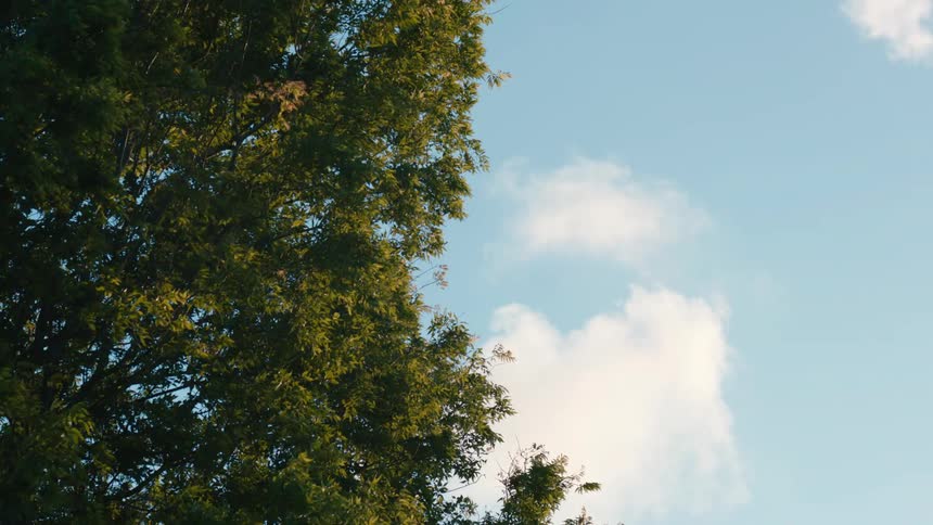 Clouds passing and trees blowing in the wind at sunset