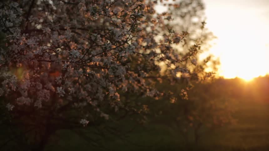 Flower blossoms on a tree at sunrise