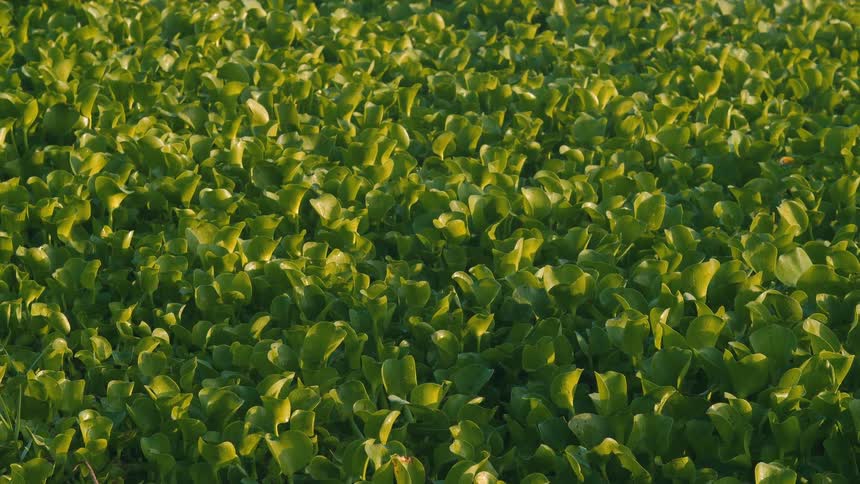 Close up view of crops in a field is displayed