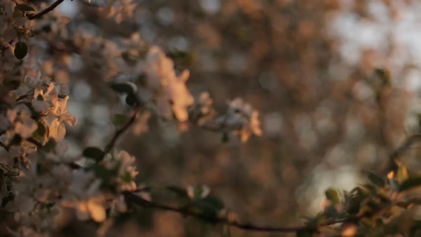 A flowering tree in the evening