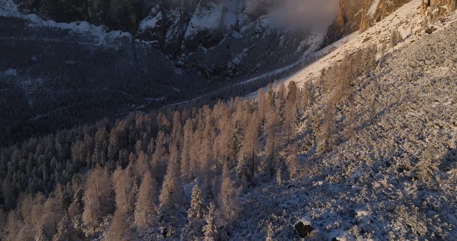 An aerial view of snowcovered mountains and pine trees is shown