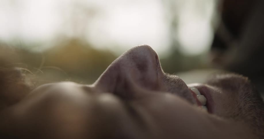 A man is laying down while his face is shown being tickled by his partner with a flower